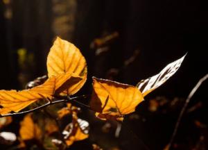 Прогноз погоды на 24 октября: в части Украины дожди