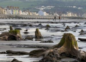 Ученые обнаружили доисторический лес на дне моря (фото)