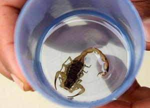 Скорпион пробрался в самолет и несколько раз укусил пассажирку (фото)