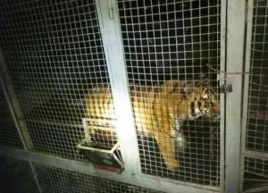 В Киеве на Жуковом острове обнаружили беспризорных тигров (фото, видео)