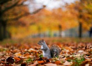 Неизбежное приближение зимы: прогноз погоды в Украине на начало недели