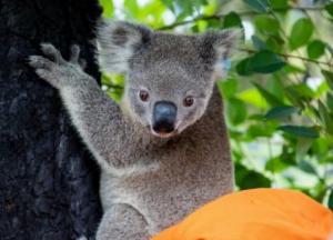 Пострадавшие в австралийских пожарах коалы возвращаются домой: трогательные фото