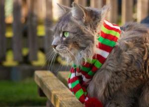 Прогноз погоды на 23 ноября: в Украину идет похолодание