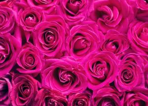 В Украине на три года вводят спецпошлину на импорт роз