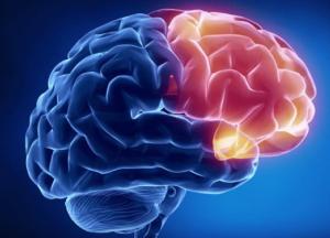 Медики объяснили, как лишний вес влияет на мозг