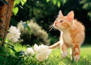 Прогноз погоды на 20 августа: жара возвращается