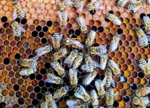 Ученые обнаружили у пчел способность клонировать себя