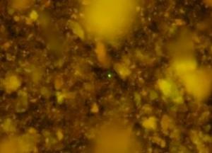 Ученые «разбудили» микробов, пролежавших на дне океана 100 миллионов лет