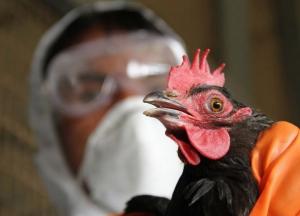 ЕС приостановил ввоз мяса птицы из Украины