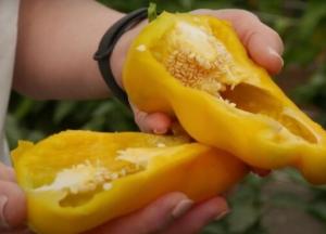 Врачи рассказали, кому нельзя есть болгарский перец