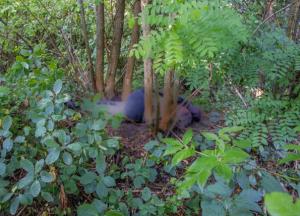 В Днепре обнаружили повешенным мужчину, которого искали 5 дней