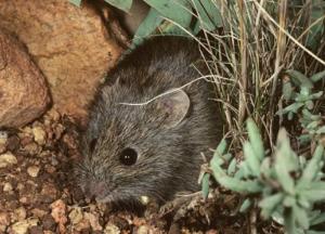 В Австралии из-за пожаров полностью исчез один из видов животных