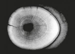 Ученые раскрыли секрет долголетия самых первых млекопитающих планеты