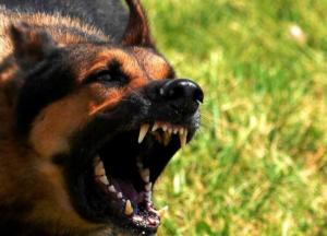 В Николаевской области от бешенства умер 31- летний мужчина