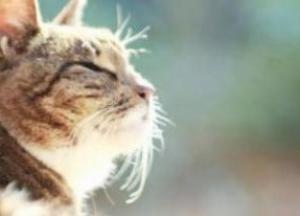 Прогноз погоды на 18 января: в Украине будет солнечно и сухо