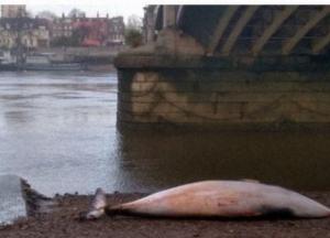 Под мостом в Лондоне выбросило кита (фото)