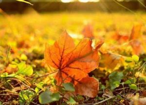 Прогноз погоды на 6 ноября: будет тепло, но ветрено