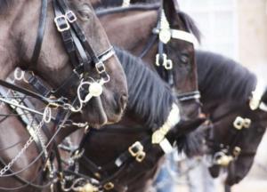 Археологи обнаружили уникальную 2500-летнюю конскую сбрую (видео)