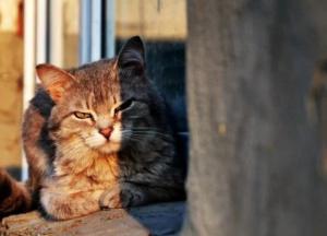 Прогноз погоды на 11 апреля: в Украине будет солнечно, местами немного похолодает