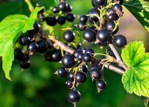 Эта ягода может спасти от гипертонии