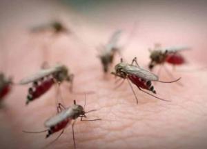 Убивает один укус: ученые обнаружили смертоносных комаров