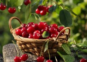 Названы полезные свойства вишни