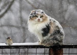 Прогноз погоды на декабрь: синоптики шокировали украинцев