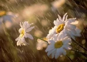 Прогноз погоды на 31 мая: дожди и грозы