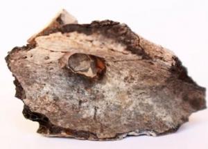 Найдены древнейшие следы намеренного сожжения людей