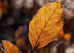 Прогноз погоды на 1 октября: ночью заморозки, днем до 15° тепла