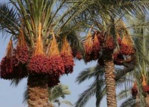 В Израиле вырастили вымершие финиковые пальмы из семян возрастом 2 тысячи лет