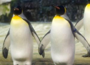 Пингвины-геи "усыновили" брошенное яйцо
