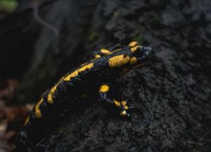 Ученые обнаружили останки саламандры, жившей 230 млн лет назад 