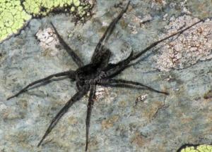 Ученые обнаружили новый вид паука-волка