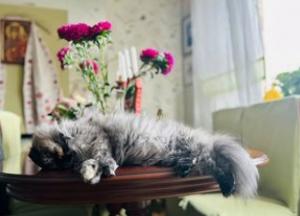 В Україні посилиться осіння погода: очікуються дощі та зниження температури