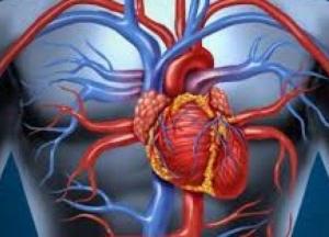 Названы полезные для сердца и сосудов масла