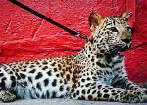 Мужчина гулял с леопардом по улицам Киева (фото)