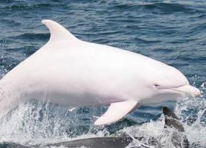 В Черном море обнаружили редчайшего дельфина-альбиноса (фото)