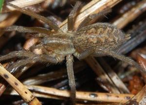 Ученые создали лекарство от инфаркта из яда пауков