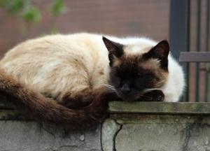 Котов признали частью экосистемы Херсона