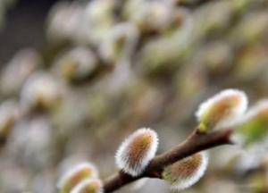 Прогноз погоды на 27 марта: будет по-весеннему тепло и без осадков