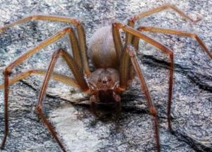 Ученые обнаружили в Мексике новый вид пауков с ядовитым укусом