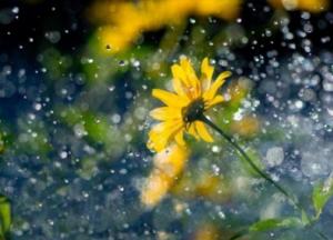 Прогноз погоды на 25 апреля: на Западе пройдут дожди