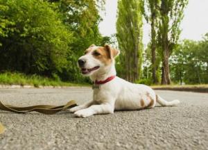 В Киеве запустили реестр домашних и бездомных животных