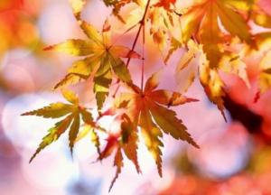 Прогноз погоды на 14 октября: на западе прохладно и дожди, в остальных областях сухо и тепло