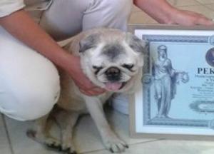 Умерла самая старая собака в Украине (фото)