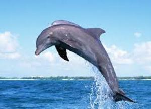 В Черном море становится все меньше дельфинов: названы причины