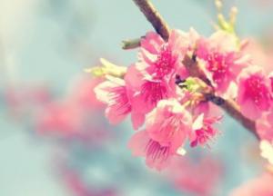 В Японии открыли сезон цветения сакуры (фото)