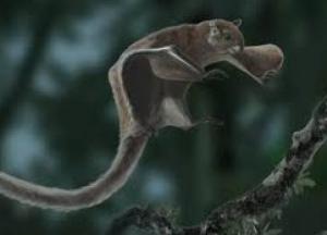 Археологи обнаружили останки гигантской белки, жившей более 30 тысяч лет назад (фото)