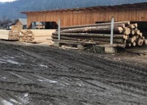 В Украине раскрыли масштабную схему нелегального экспорта древесины
